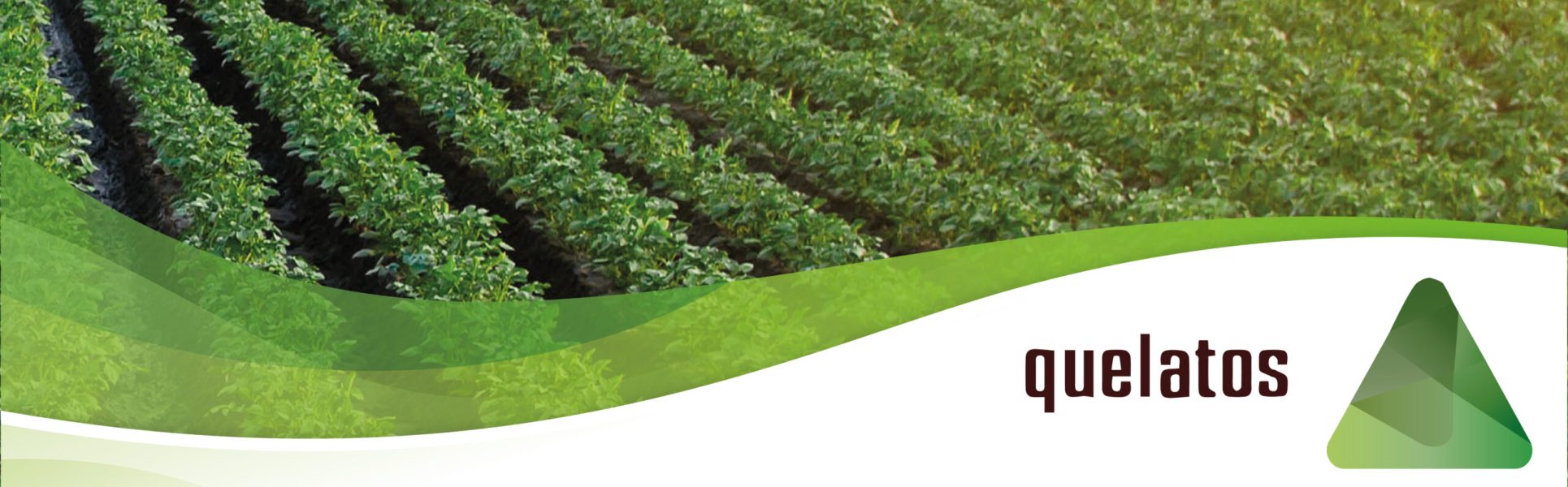 imagen_portada_quelatos